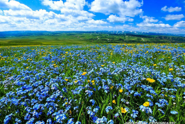 点击大图看下一张：陪你一起看草原