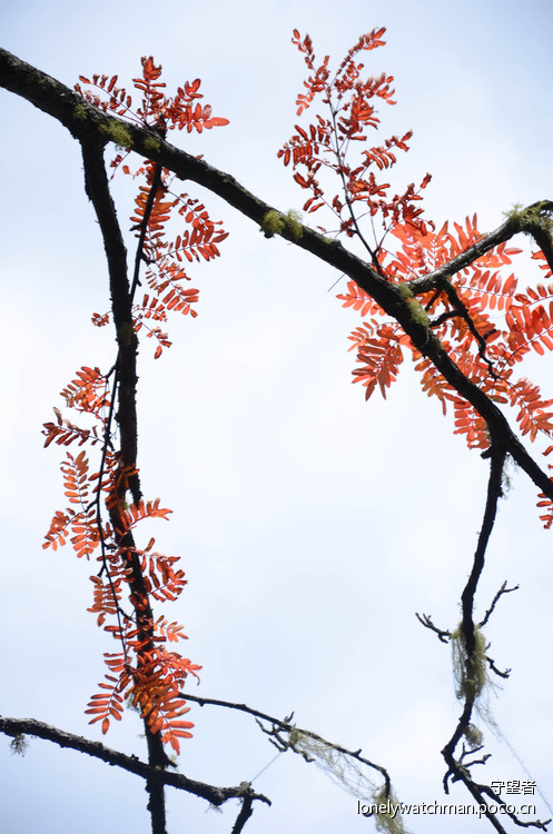 点击大图看下一张：普达措国家公园