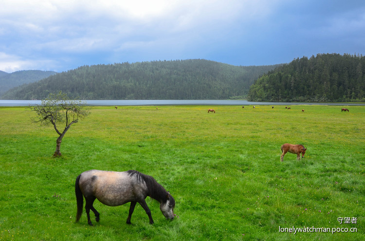点击大图看下一张:普达措国家公园