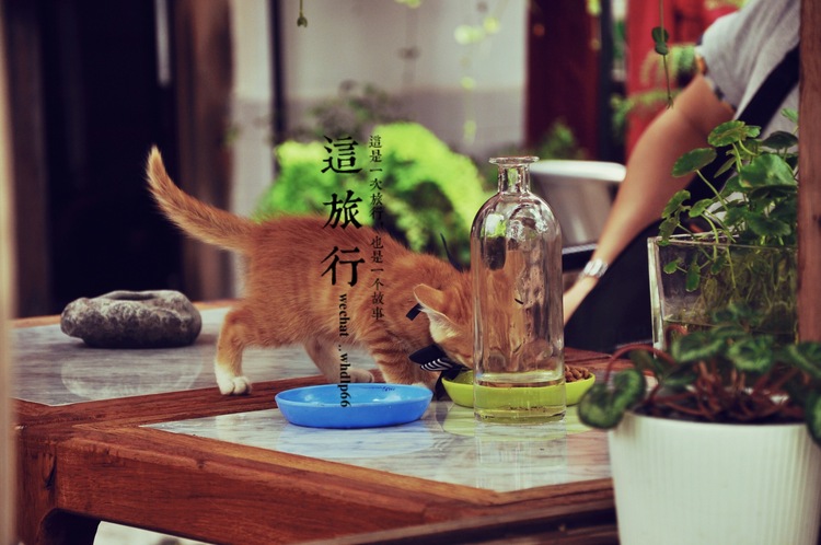 点击大图看下一张:西塘,最美姑娘