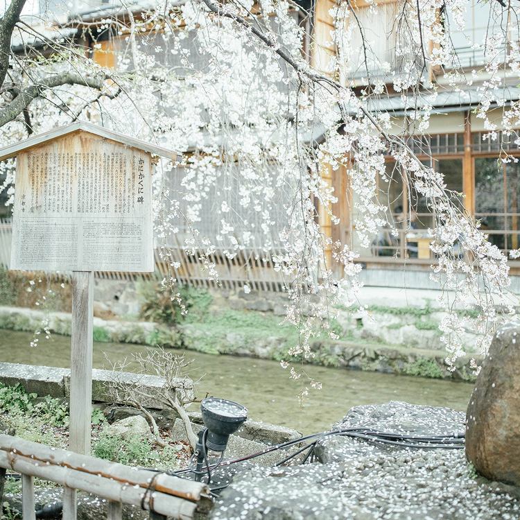 点击大图看下一张:掠影之在京都