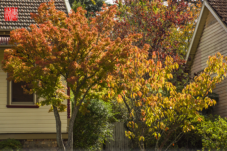 点击大图看下一张：澳洲洛恩的秋天
