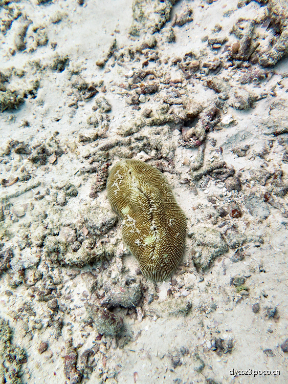 点击大图看下一张:水下体验拍摄