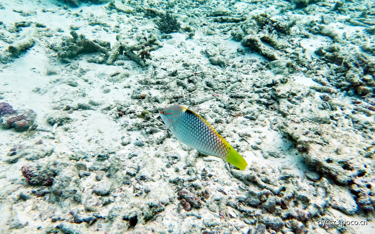 点击大图看下一张:水下体验拍摄