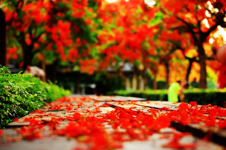 点击大图看下一张：深圳凤凰花开