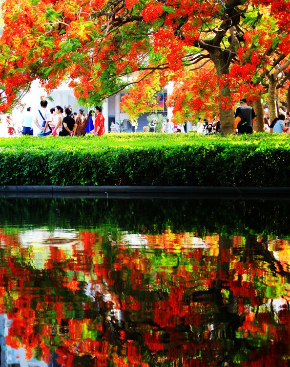 点击大图看下一张：深圳凤凰花开