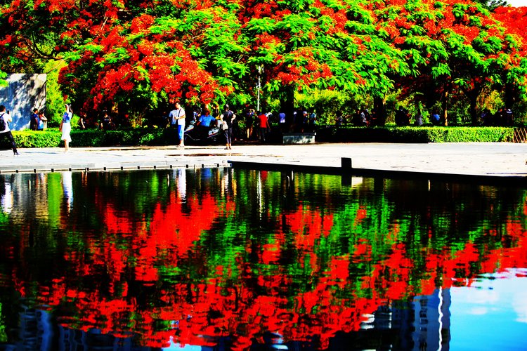 点击大图看下一张：深圳凤凰花开