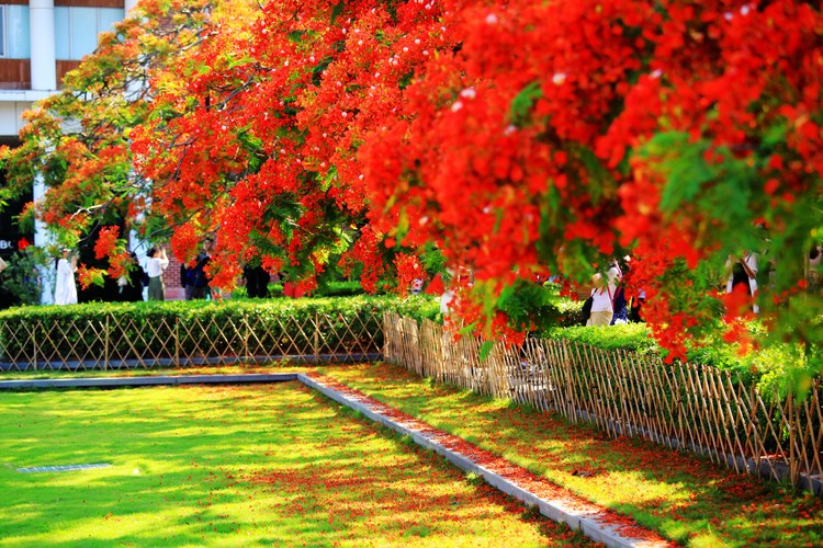 点击大图看下一张：深圳凤凰花开