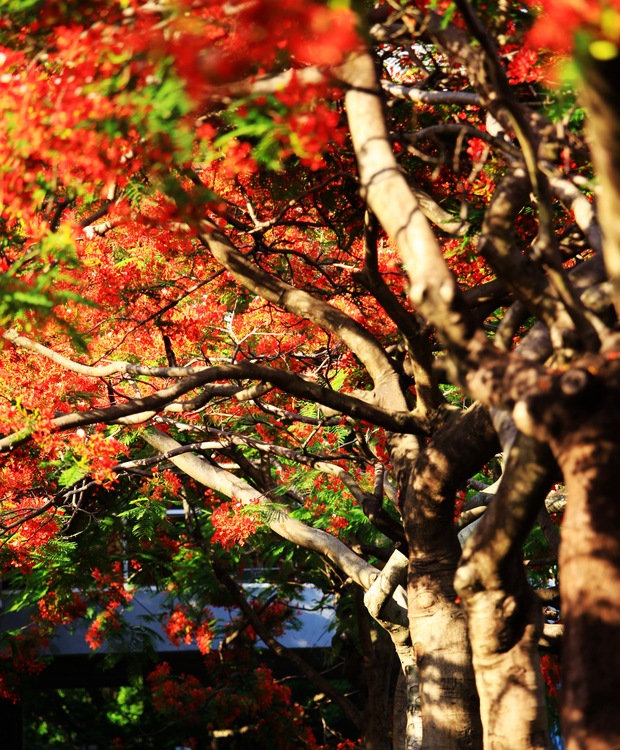 点击大图看下一张：深圳凤凰花开