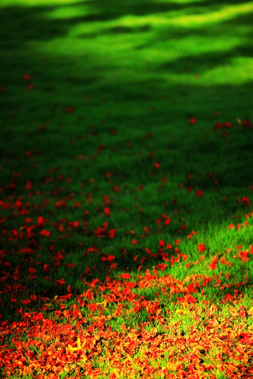点击大图看下一张：深圳凤凰花开
