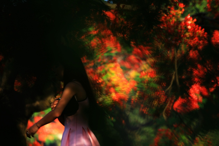 点击大图看下一张：深圳凤凰花开