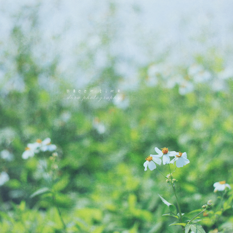 点击大图看下一张：时光寄语