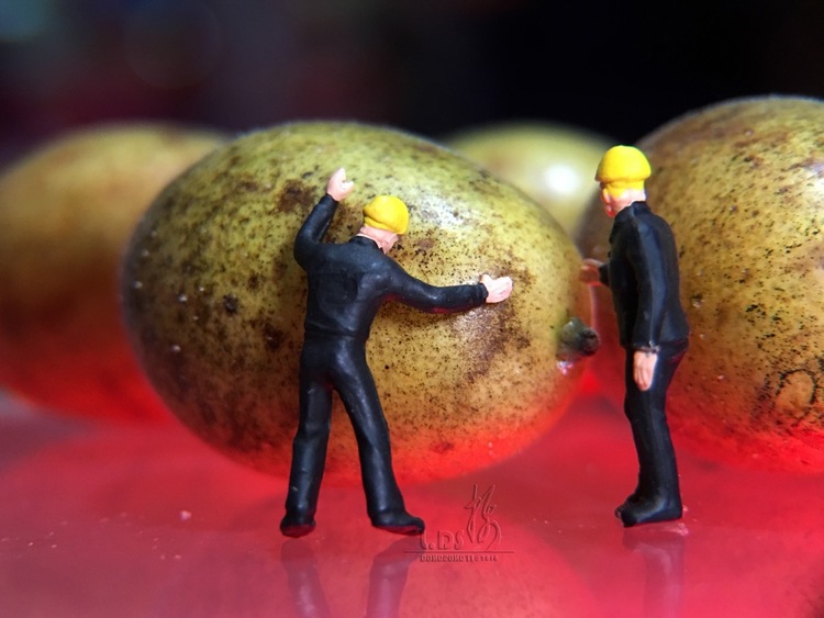 点击大图看下一张：黄皮熟了 创意微距