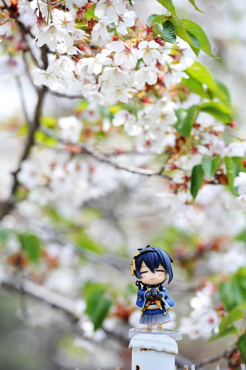 点击大图看下一张：小近春游樱花园