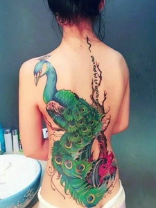 女生后背骄傲狂大的孔雀纹身图案