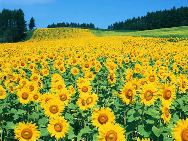 点击大图看下一张:向日葵花海图片