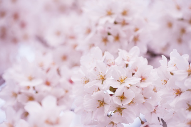 点击大图看下一张：粉色樱花高清图片素材