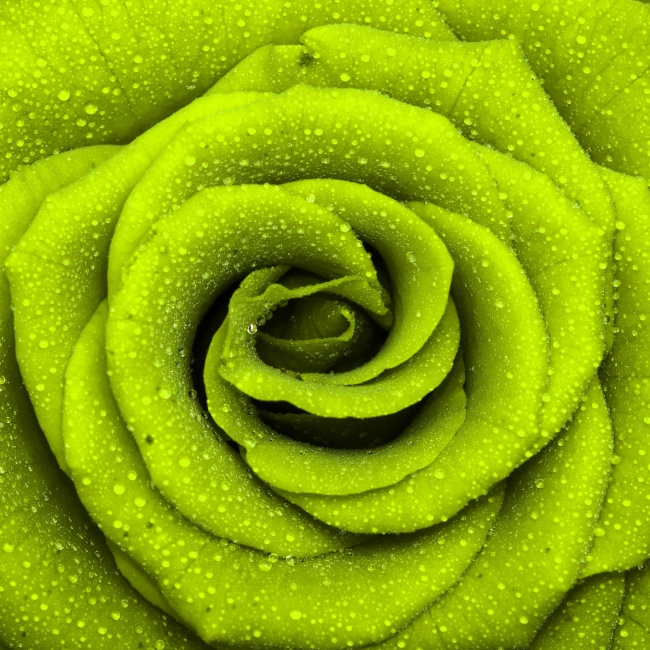 点击大图看下一张：绿色玫瑰花图片素材
