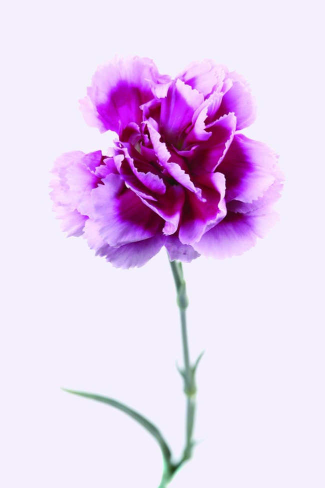 点击大图看下一张：紫色康乃馨图片素材
