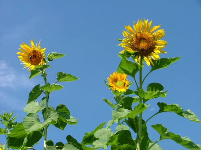 点击大图看下一张:向日葵背景图片素材