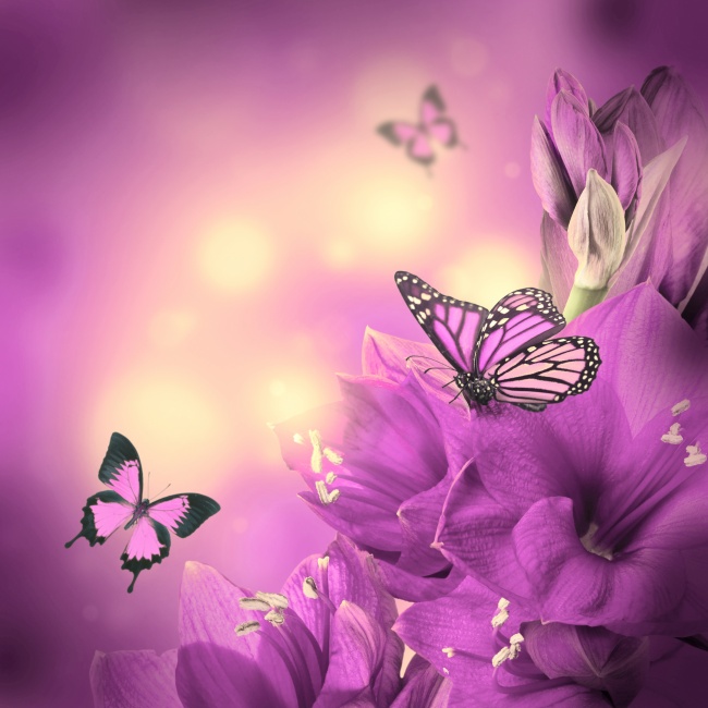 点击大图看下一张：紫色鲜花蝴蝶图片