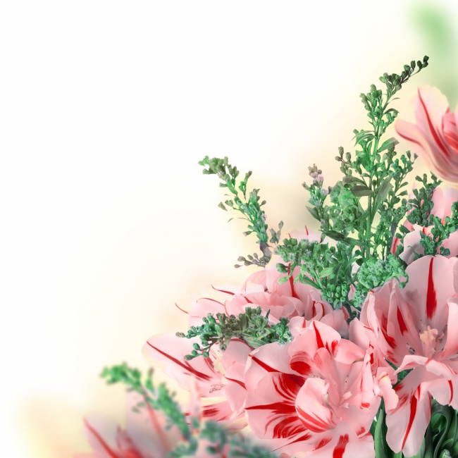 点击大图看下一张：康乃馨鲜花图片