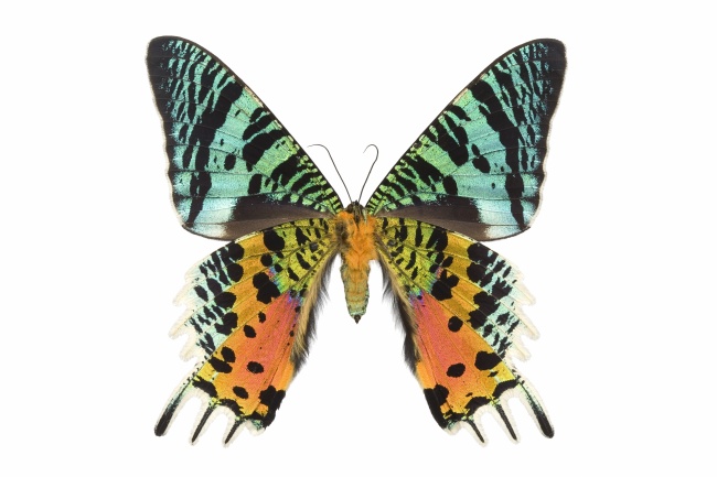 点击大图看下一张：彩色蝴蝶高清图片素材