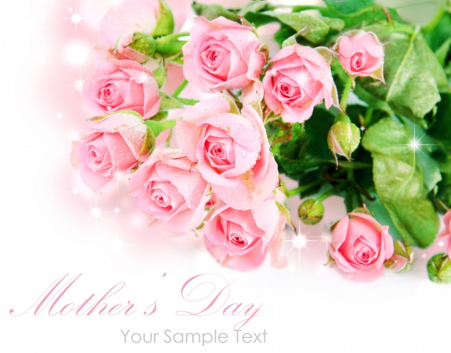 点击大图看下一张：母亲节玫瑰花图片素材