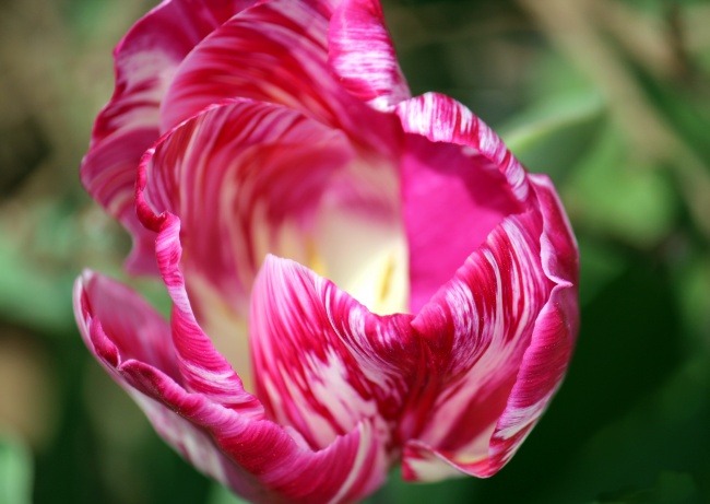 点击大图看下一张：盛开的罂粟花图片