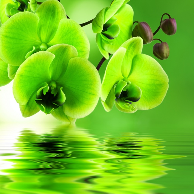 点击大图看下一张：绿色蝴蝶兰图片