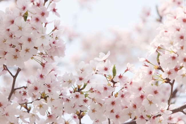 点击大图看下一张：日本樱花图片