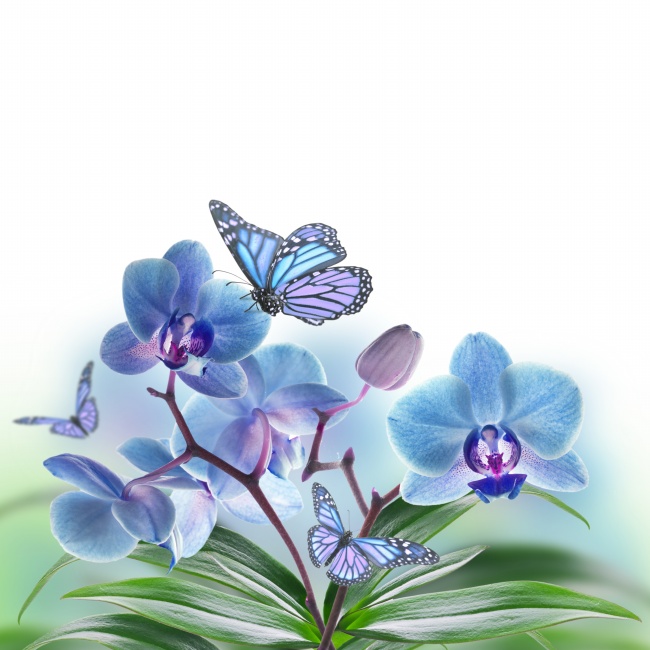 点击大图看下一张：蝴蝶兰图片素材