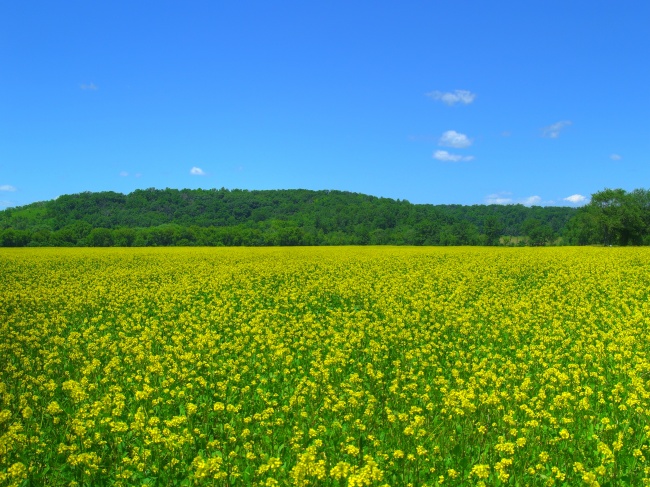 点击大图看下一张:油菜花图片下载