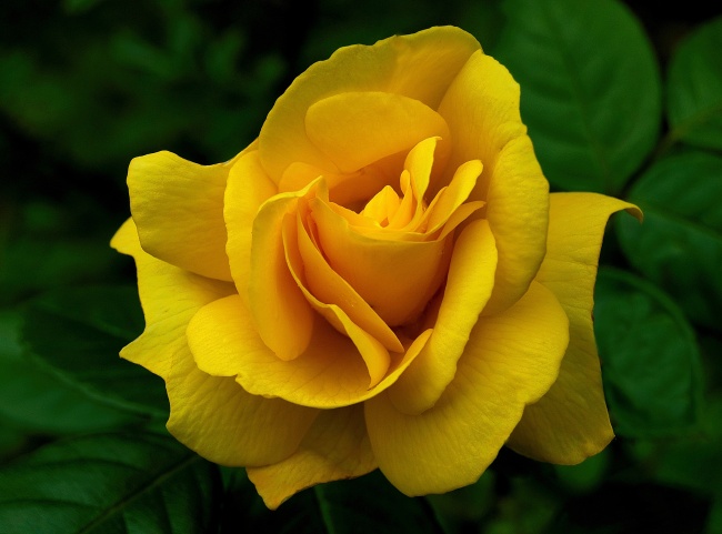 点击大图看下一张：黄色玫瑰花高清图片