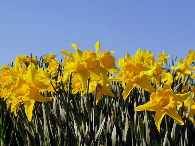 点击大图看下一张:百合花海高清图片