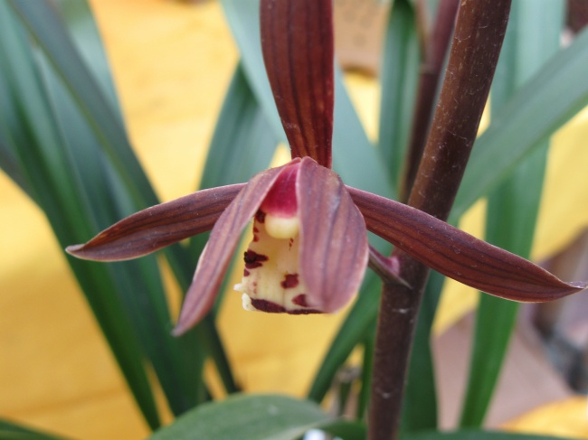 点击大图看下一张:墨兰花高清图片下载