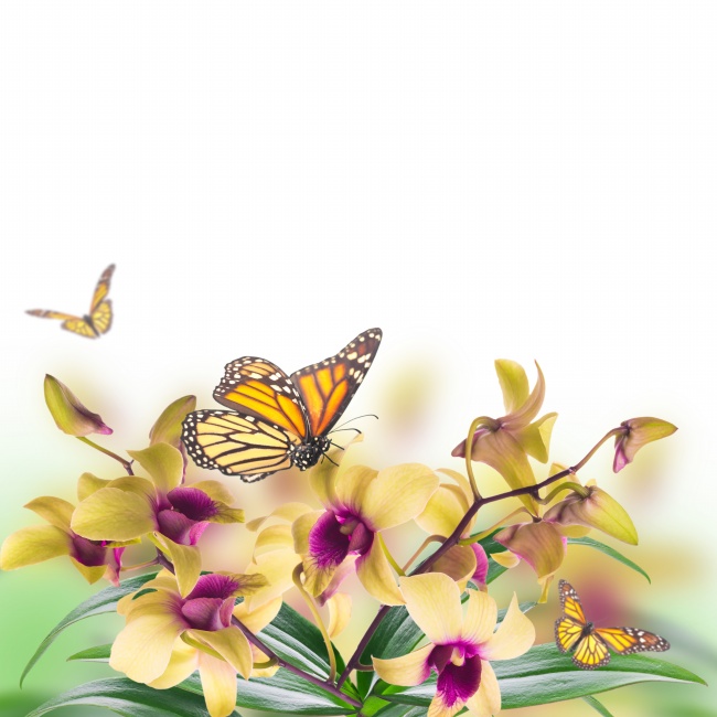点击大图看下一张：淡雅蝴蝶兰图片素材