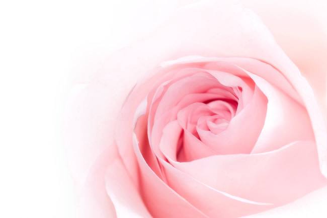 点击大图看下一张：粉红色玫瑰花图片下载