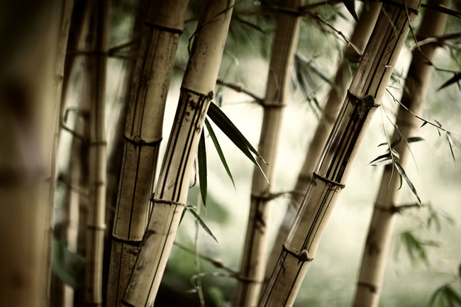 点击大图看下一张：竹子图片素材