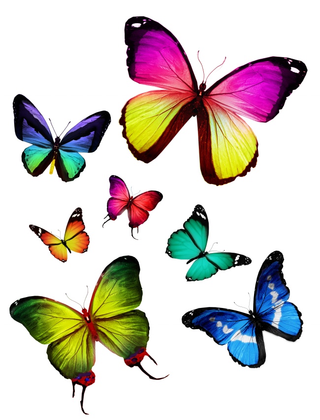 点击大图看下一张：漂亮蝴蝶图片素材