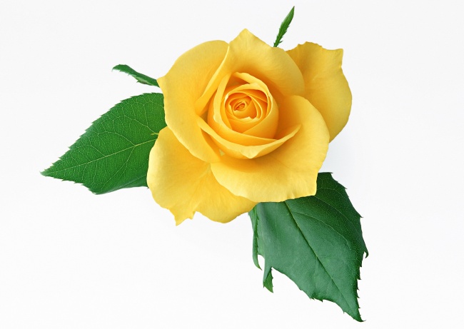 点击大图看下一张：黄玫瑰花高清图片