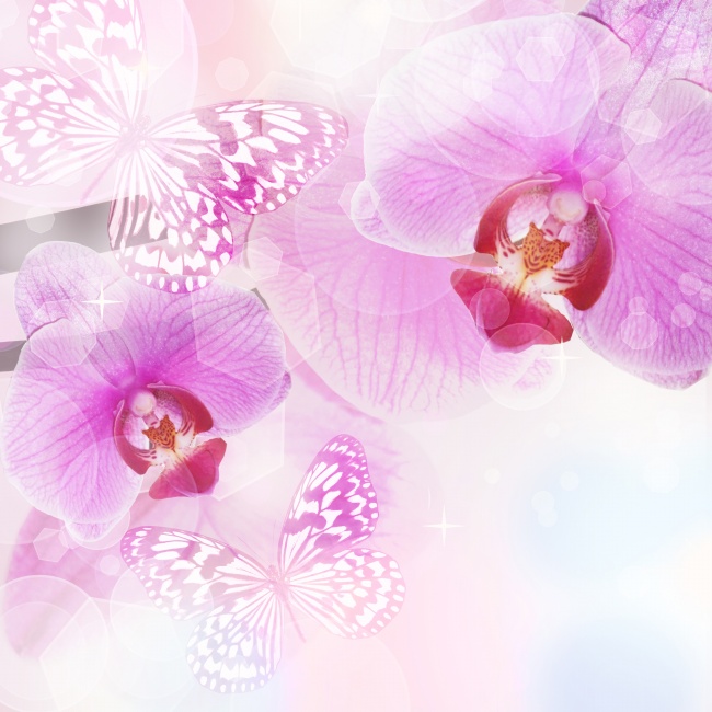 点击大图看下一张：淡雅蝴蝶兰花朵图片下载