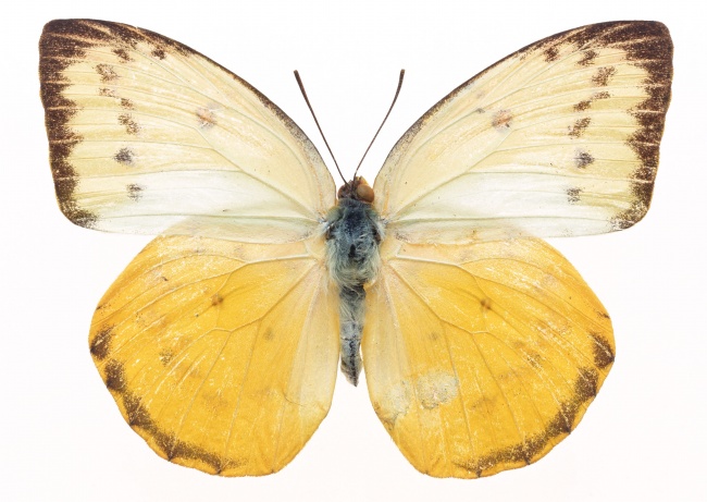 点击大图看下一张：淡雅黄色粉蝴蝶高清图片