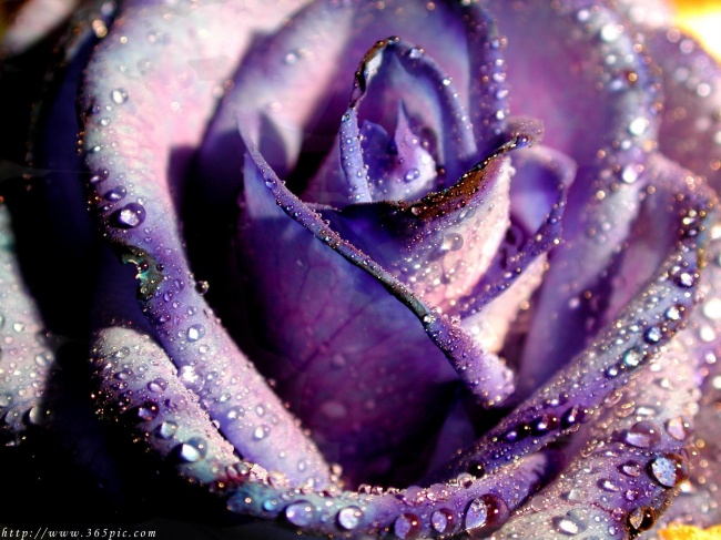 点击大图看下一张：紫色玫瑰花高清图片