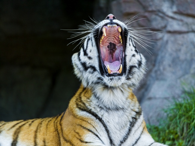 点击大图看下一张：嘶吼的老虎高清图片