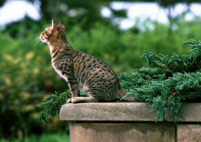 点击大图看下一张：豹猫高清图片下载