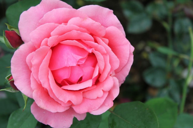 点击大图看下一张：粉色玫瑰花高清图片