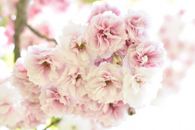 点击大图看下一张：清新淡雅樱花高清图片