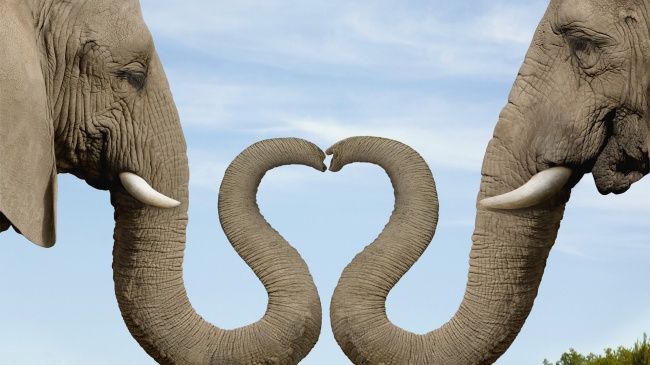 点击大图看下一张：非洲大象爱心高清图片