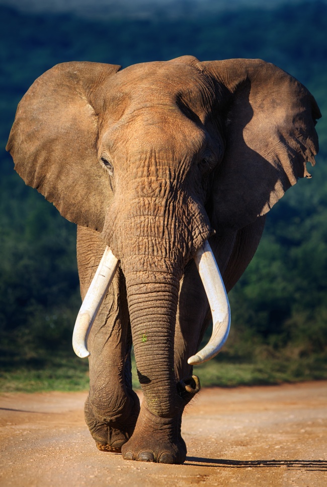 点击大图看下一张：非洲大象高清图片